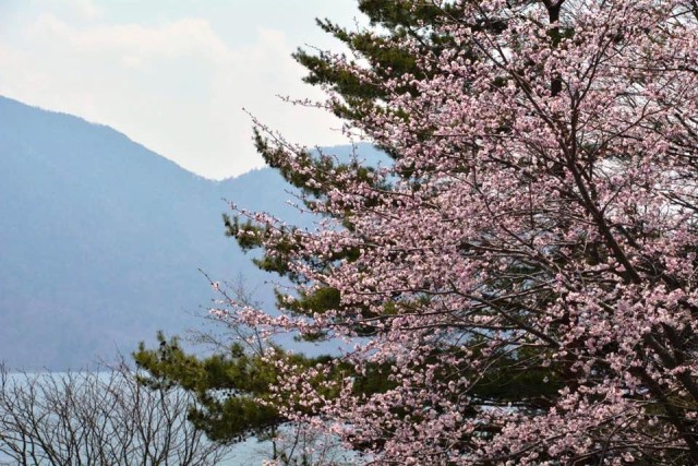 日光の桜の名所・お花見・イベント情報｜開花時期やおすすめスポット情報まで一挙紹介